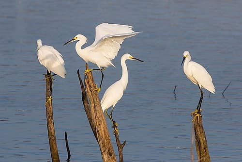 Snowy egrets (Egretta thula) perched Art Print